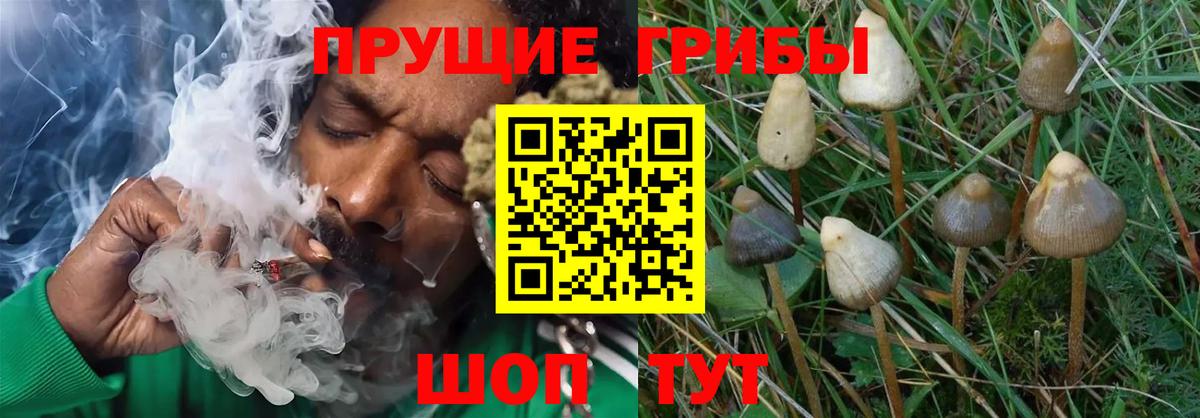 Крымск  Псилоцибиновые грибы Magic Shrooms  Вход с VPN  Галлюциногенные грибы MAGIC MUSHROOMS 